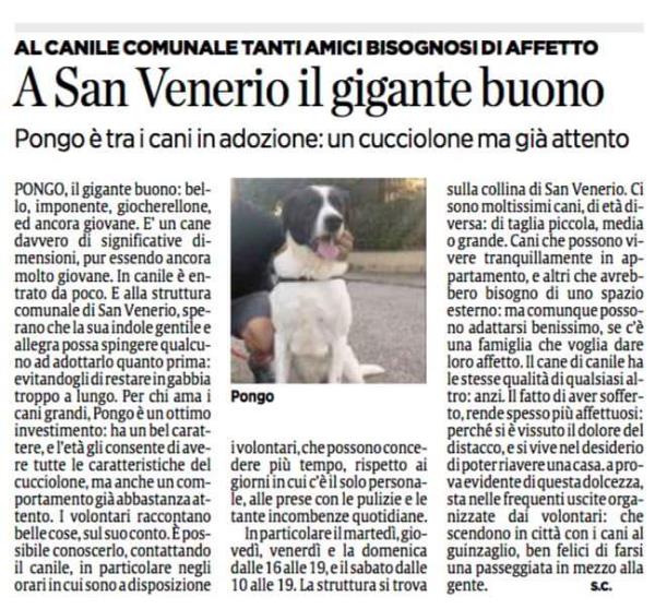 Il nostro Pongone, il gigante buono su Il Secolo XIX.
 
Per agevolarne la lettura  riportiamo qui sotto il contenuto dell’articolo in maniera integrale:
 
PONGO, il gigante buono: bel­lo. imponente, giocherellone, ed ancora giovane. E’ un cane davvero di significative di­mensioni. Pur essendo ancora molto giovane.
In canile è en­trato da poco. E alla struttura comunale di San Venerio. spe­rano che la sua indole gentile e allegra possa spingere qualcu­no ad adottarlo quanto prima: evitandogli di restare in gabbia troppo a lungo.
Per chi ama i cani grandi, Pongo è un ottimo investimento: ha un bel carat­tere, e l'età gli consente di ave­re tutte le caratteristiche del cucciolone, ma anche un com­portamento già abbastanza at­tento.
I volontari raccontano belle cose, sul suo conto. È pos­sibile conoscerlo, contattando il canile, in particolare negli orari in cui sono a disposizione
i volontari, che possono conce­dere più tempo, rispetto ai giorni in cui c’è il solo persona­le, alle prese con le pulizie e le tante incombenze quotidiane.
In particolare il martedì, giovedì, venerdì e la domenica dalle 16 aIIe 19, e il sabato dalle 10 alle 19.
La struttura si trova sulla collina di San Venerio. Ci sono moltissimi cani, di età diversa: di taglia piccola, media o grande. Cani che possono vivere tranquillamente in appartamento, e altri che avrebbero bisogno di uno spazio esterno: ma comunque possono adattarsi benissimo, se c’è una famiglia che voglia dare loro affetto. Il cane di canile ha le stesse qualità di qualsiasi altro: anzi. II fatto di aver sofferto, rende spesso più affettuosi: perché si è vissuto il dolore del distacco, e si vive nel desiderio di poter riavere una casa. La prova evidente di questa dolcezza, sta nelle frequenti uscite organizzate dai volontari: che scendono in città con i cani al guinzaglio, ben felici di farsi una passeggiata in mezzo alla gente.